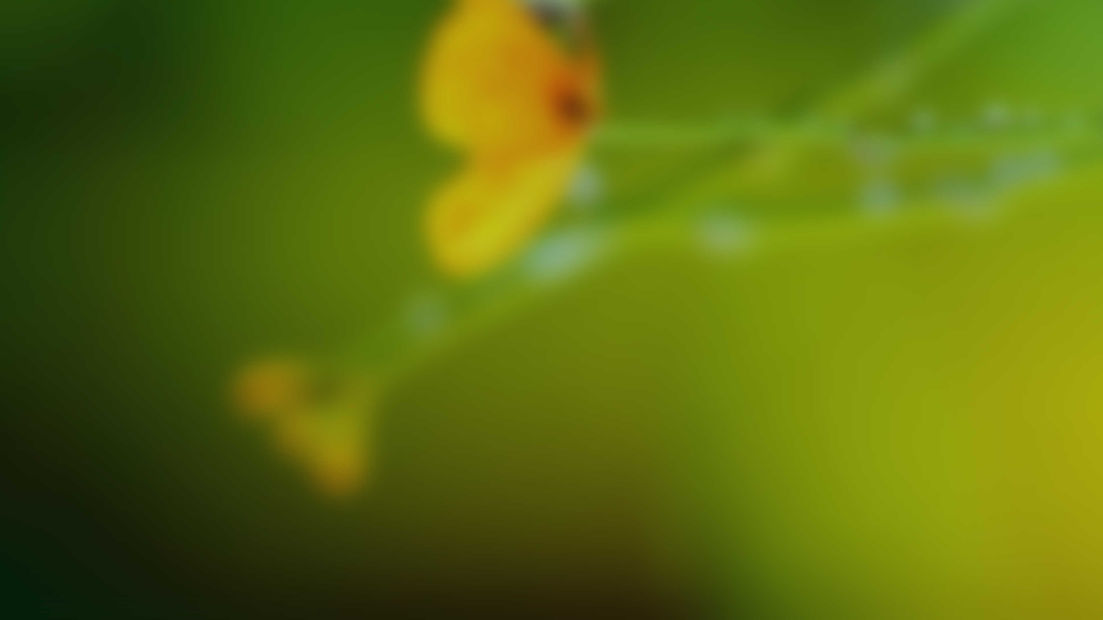BE20200827 - Summer Celebration - banner - Correct Size - 1920px × 108