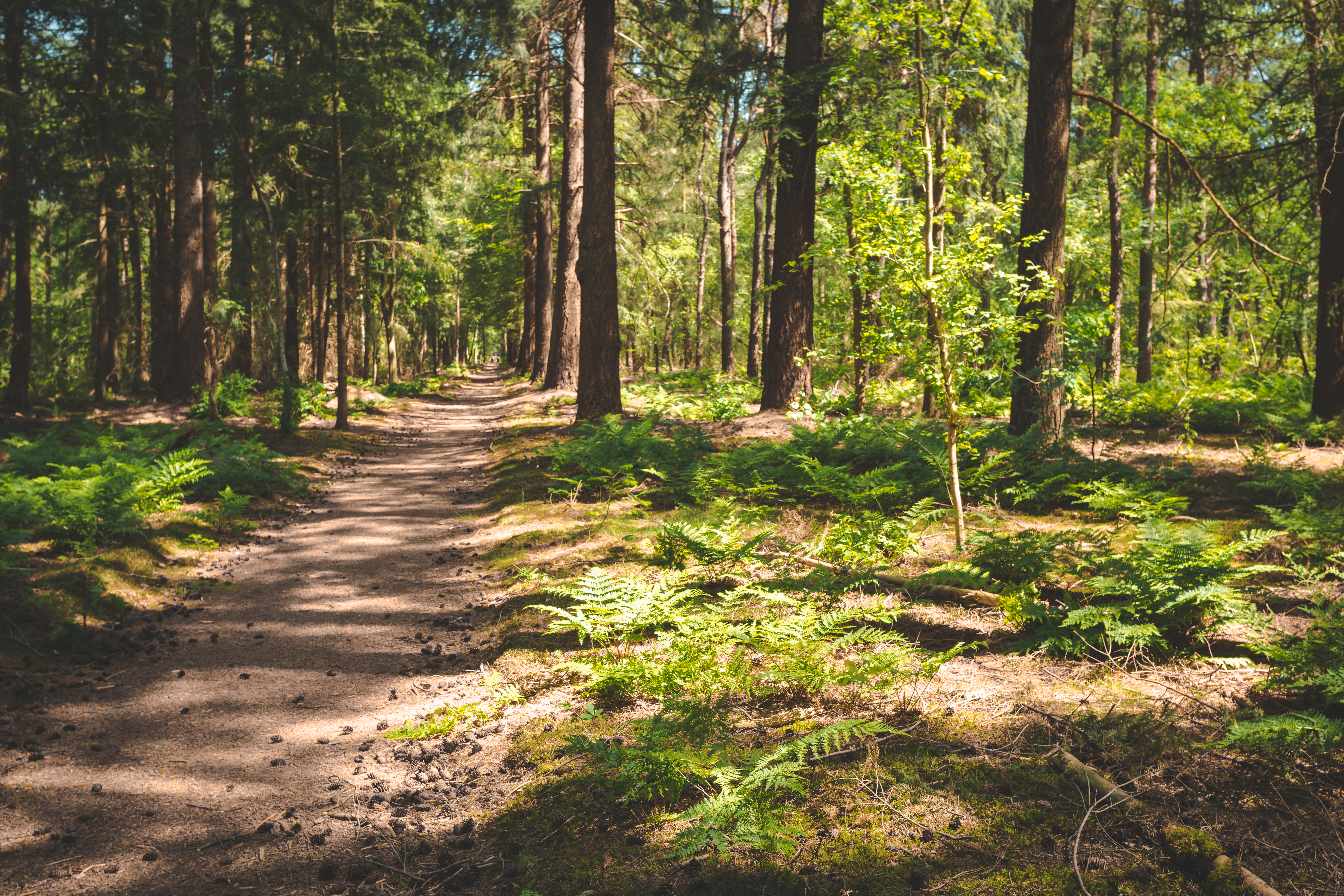 CIONET CONNECT nature walk